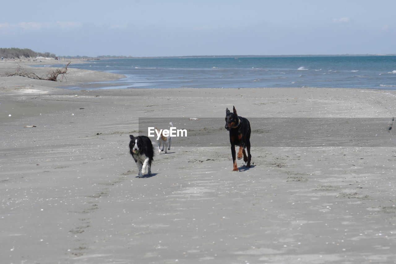 DOGS ON BEACH