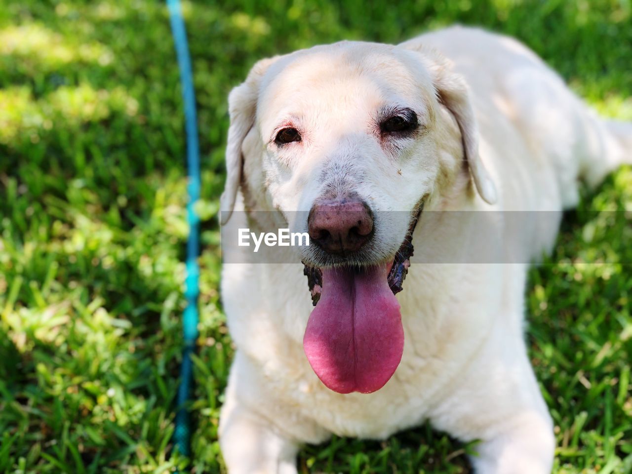 PORTRAIT OF DOG STICKING OUT TONGUE