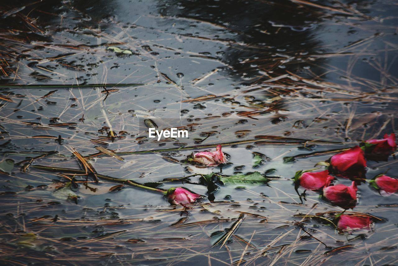 CLOSE-UP OF FLOWERS FLOATING ON WATER