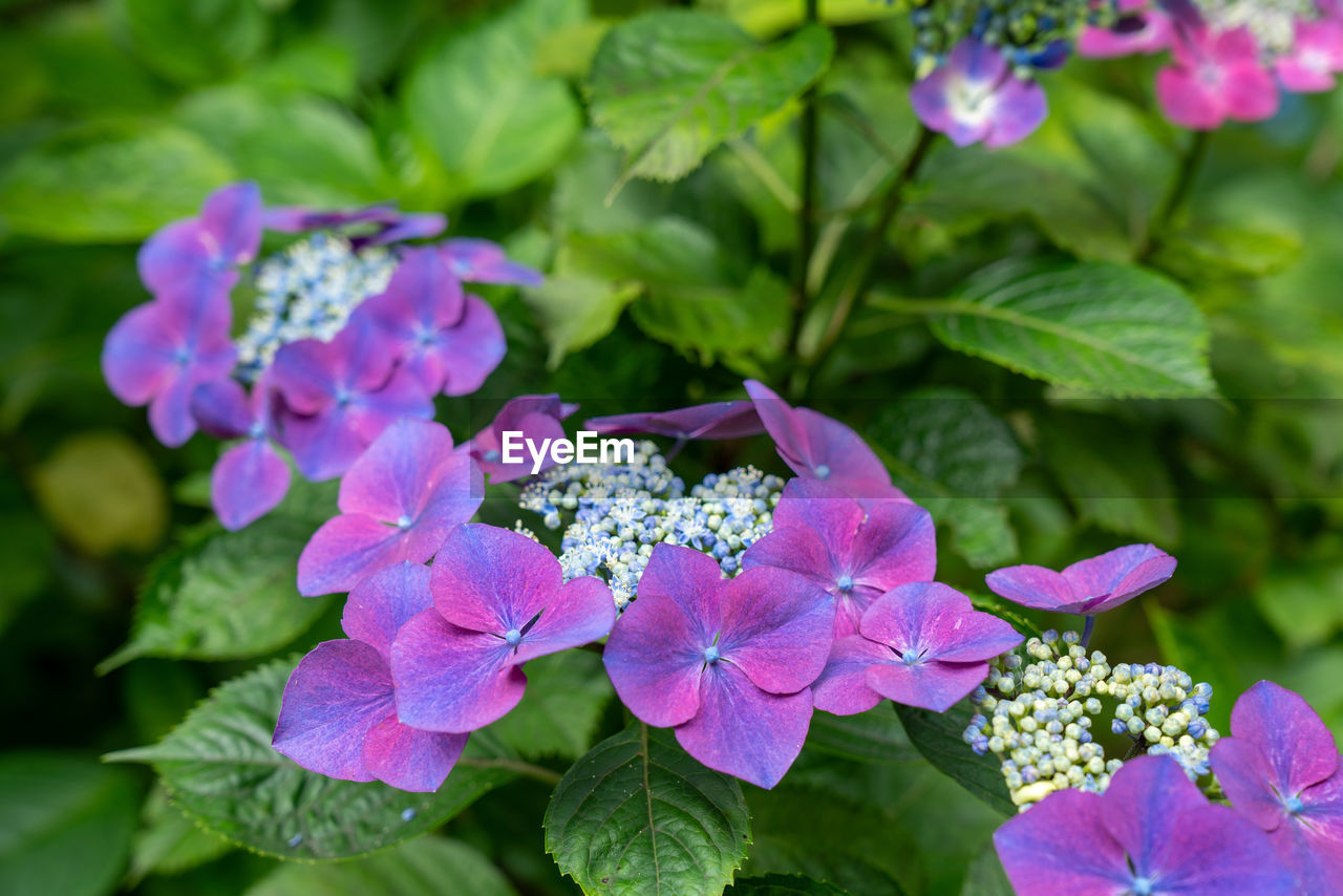 Close-up of pink hydrangea flowers