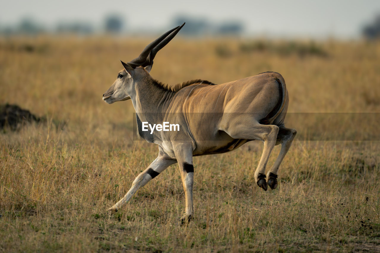 close-up of deer standing on field