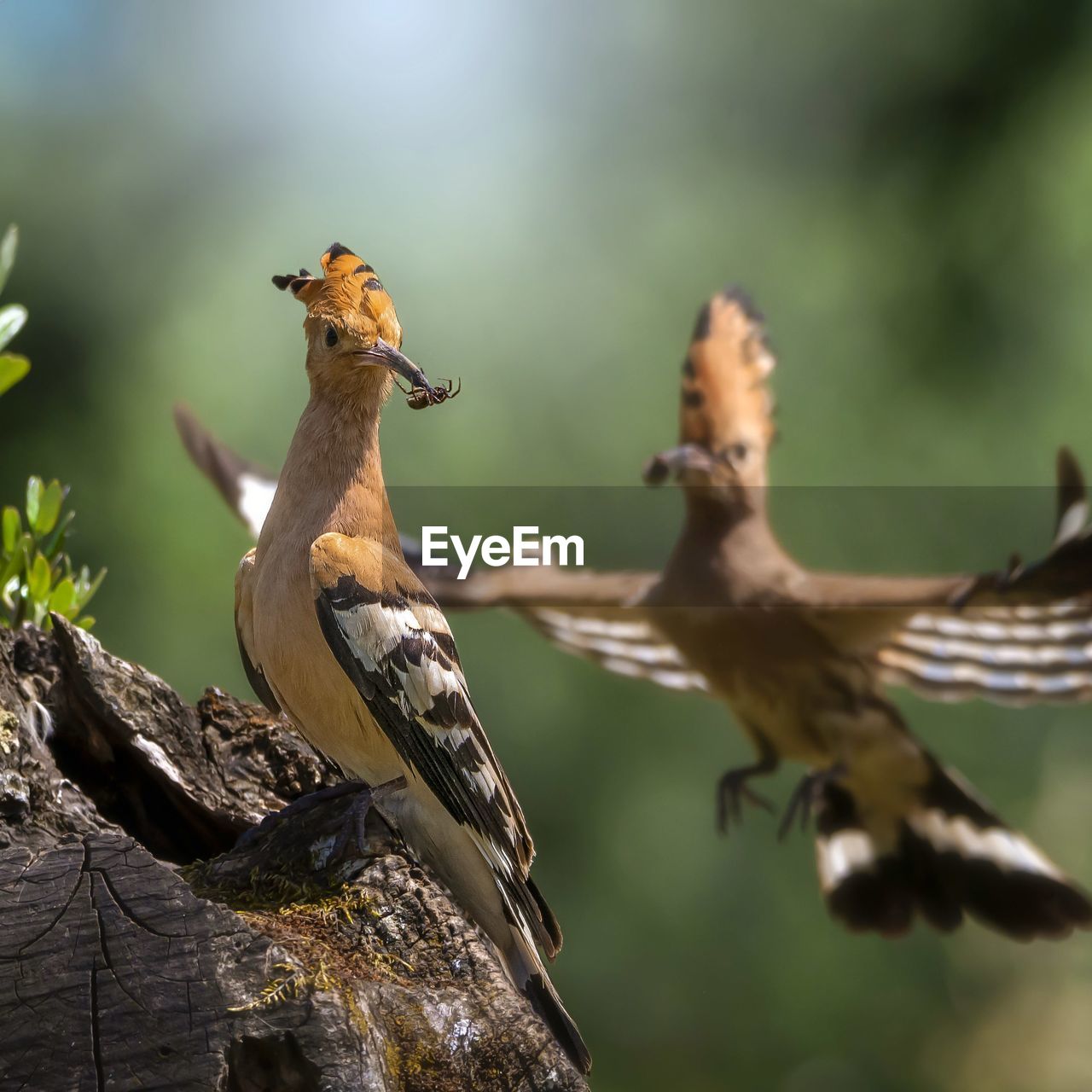 close-up of bird perching on tree