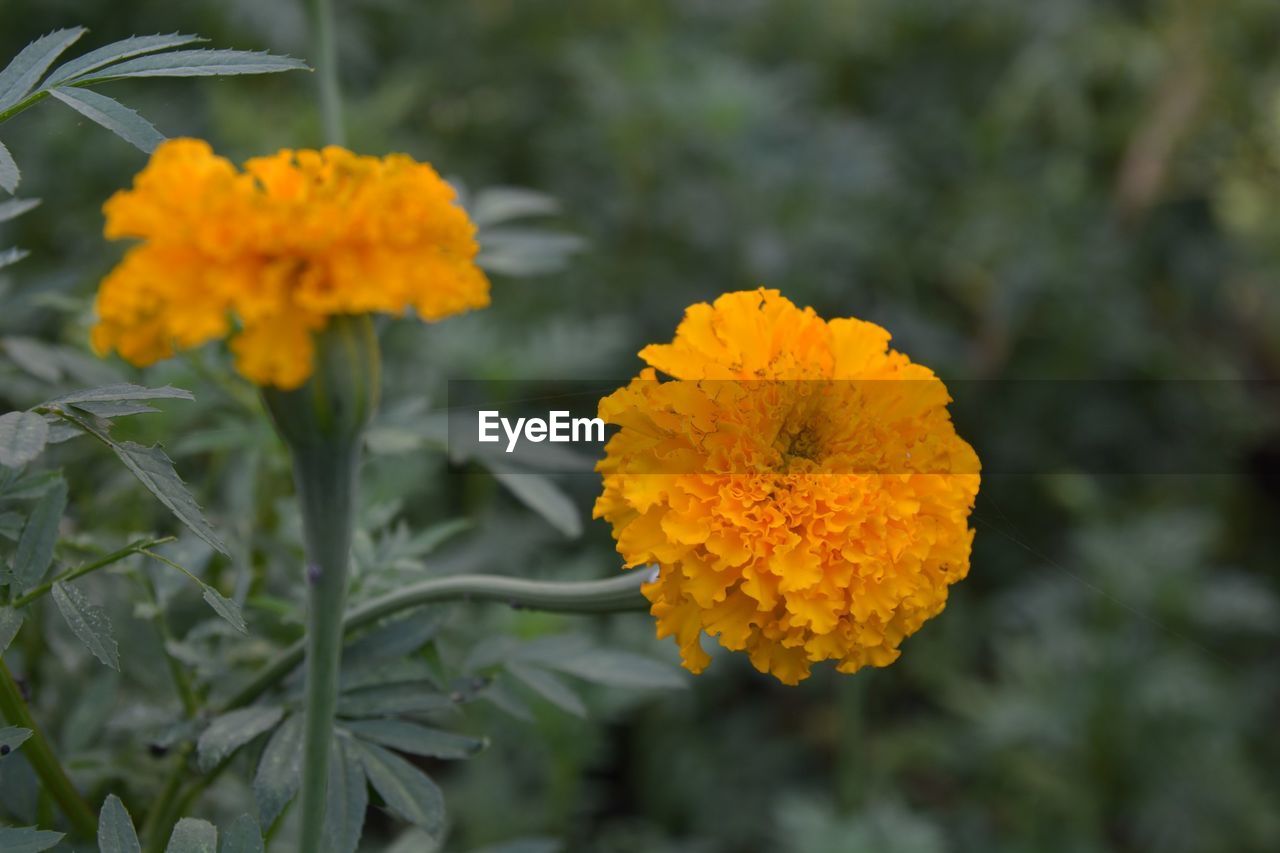 CLOSE-UP OF MARIGOLD FLOWERS BLOOMING OUTDOORS