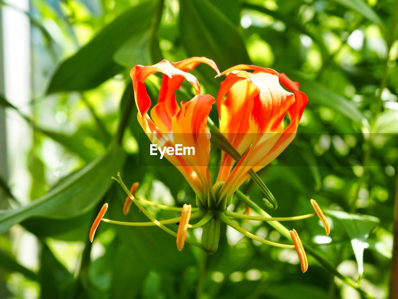 Close-up of orange rose flower