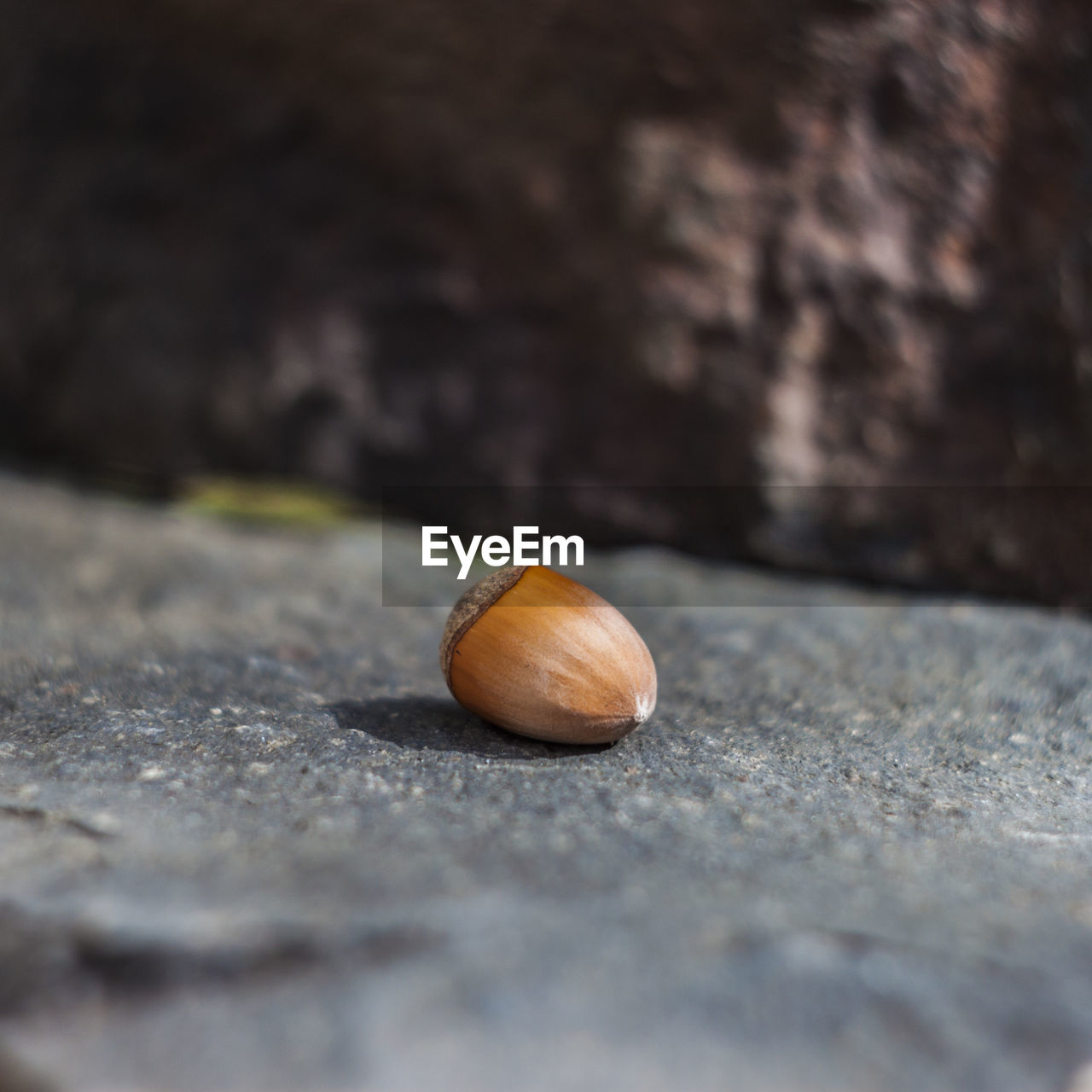 Close-up of acorn on rock
