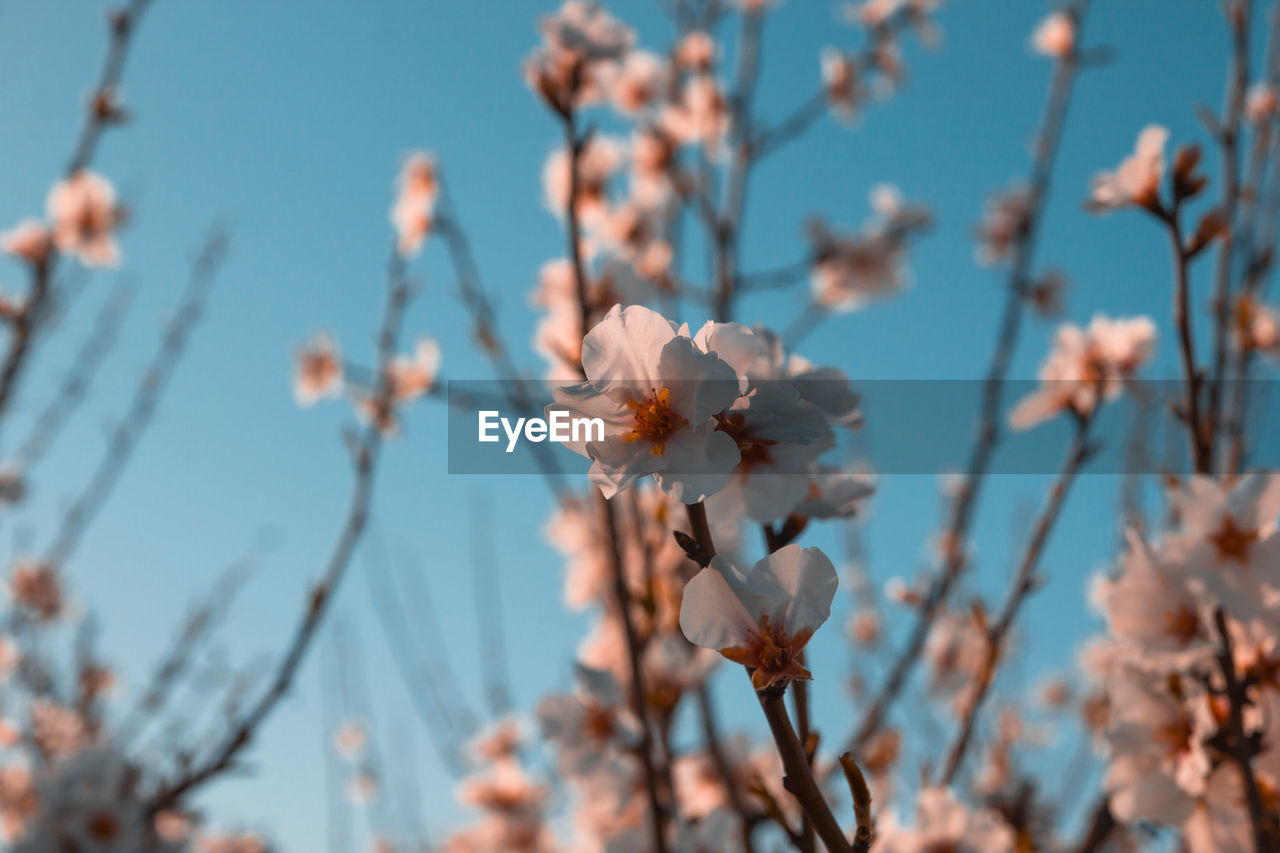 CLOSE-UP OF CHERRY BLOSSOM