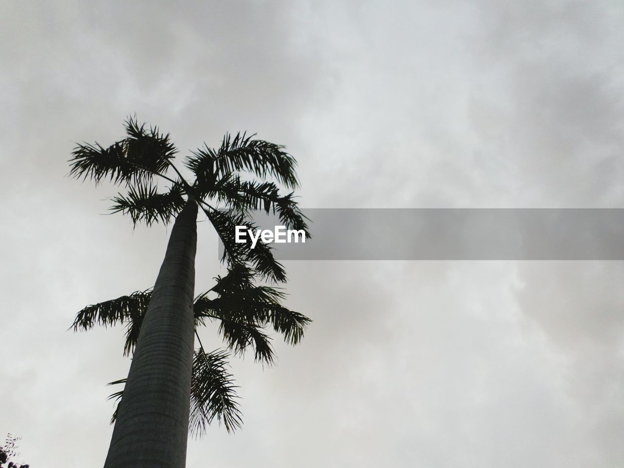 LOW ANGLE VIEW OF COCONUT PALM TREES AGAINST SKY