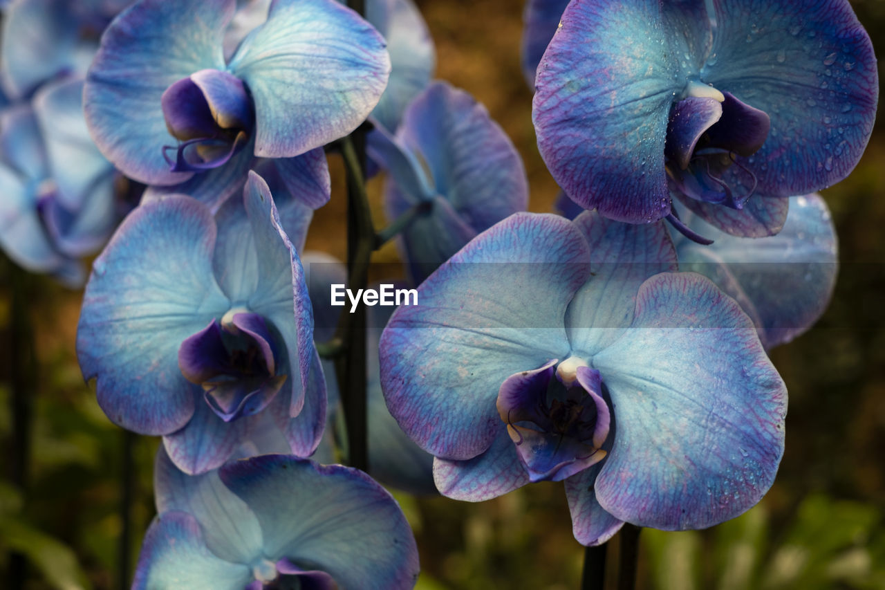 CLOSE-UP OF PURPLE IRIS FLOWER