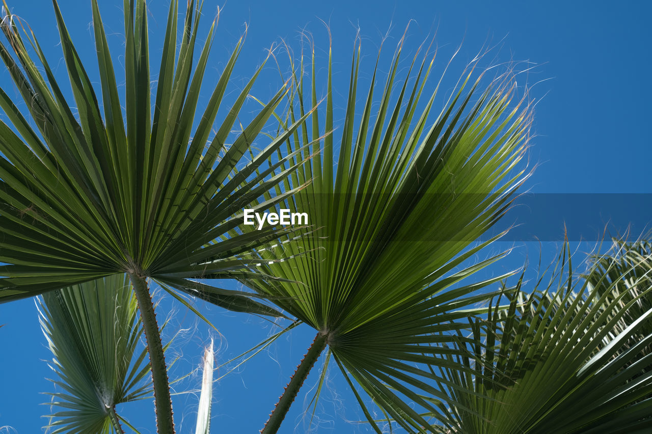 tree, plant, palm tree, palm leaf, leaf, tropical climate, sky, nature, blue, growth, plant part, green, beauty in nature, no people, clear sky, low angle view, branch, sunlight, grass, borassus flabellifer, day, flower, outdoors, tranquility, sunny, frond, saw palmetto, close-up, tropics
