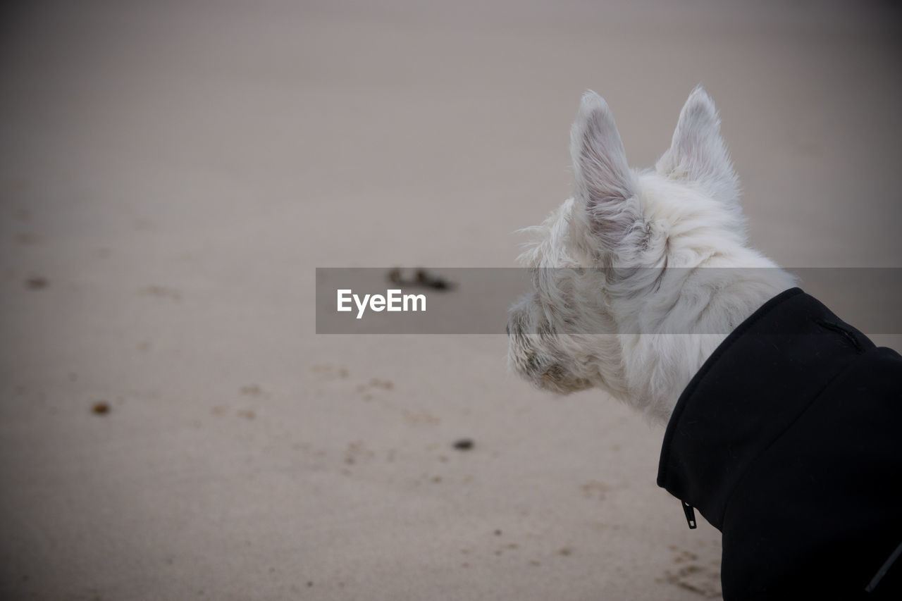  dog on beach