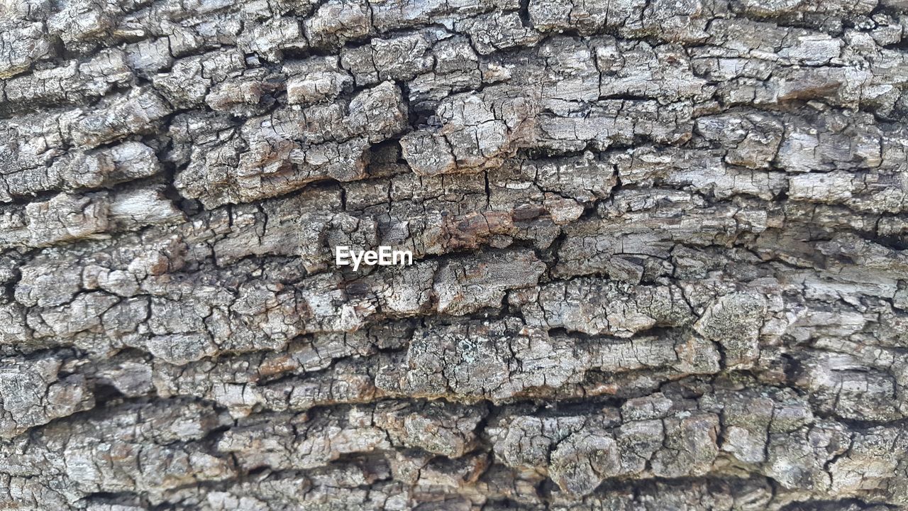 Full frame shot of tree trunk