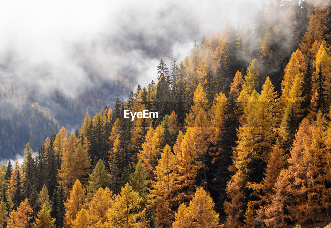 Orange autumn larch trees forest with fog above. autumn or fall forest background.