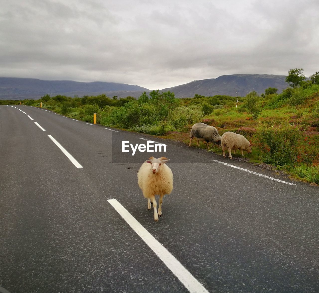 SHEEP ON ROAD BY MOUNTAINS AGAINST SKY