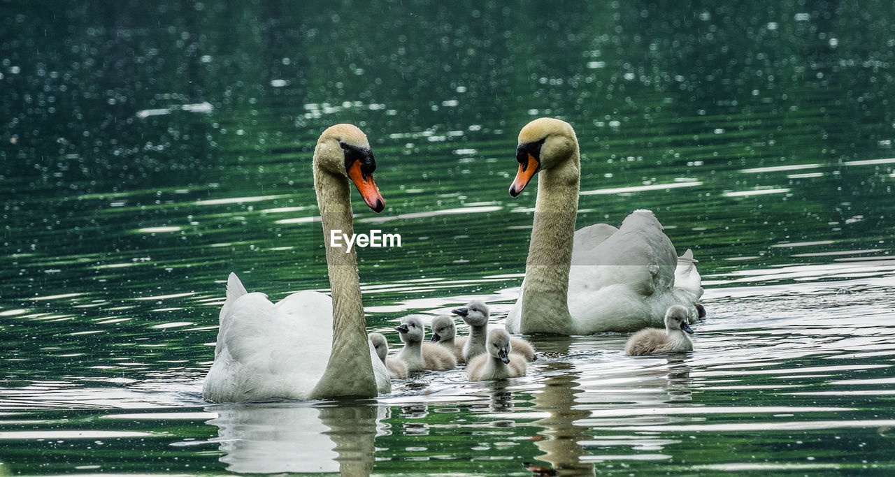TWO SWANS IN LAKE
