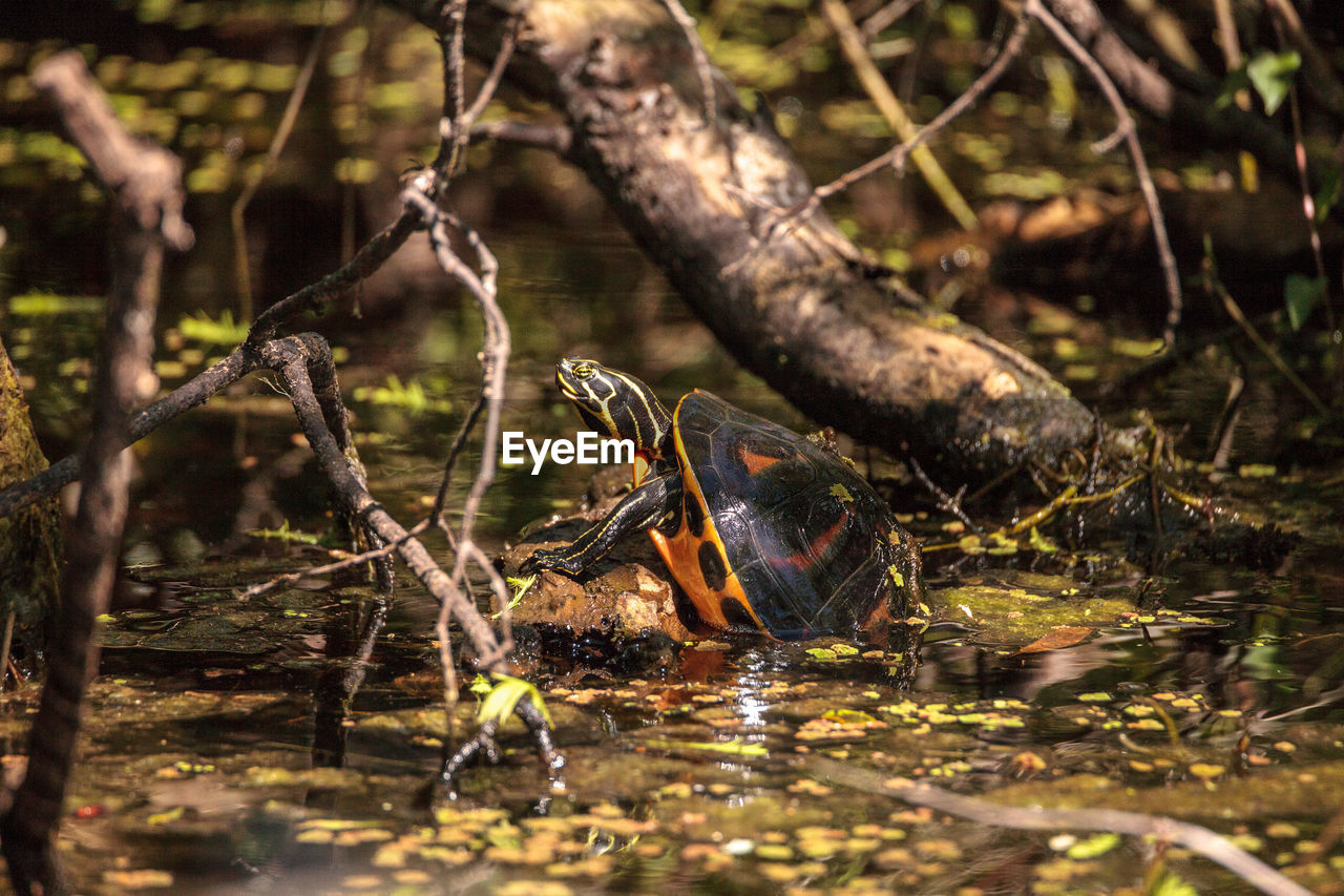 VIEW OF A DUCK IN LAKE