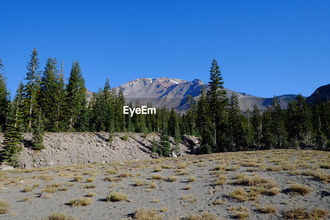 Pine trees on mountain against clear blue sky