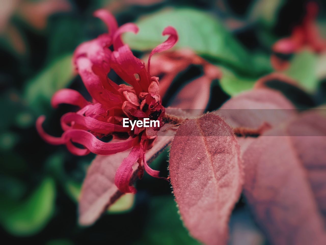 Close-up of red flowers blooming in park