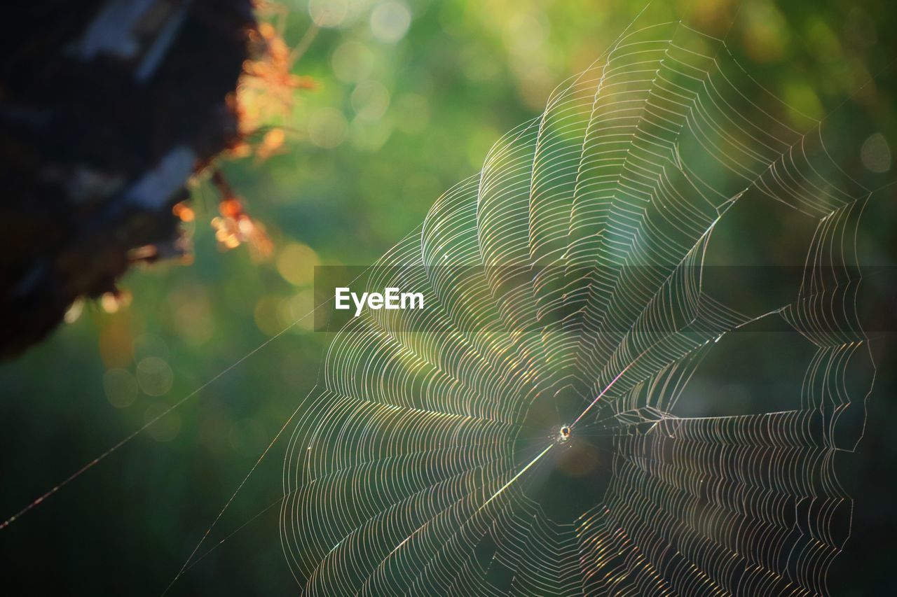 Close-up of spider web with rain drop on plant in summer morning.