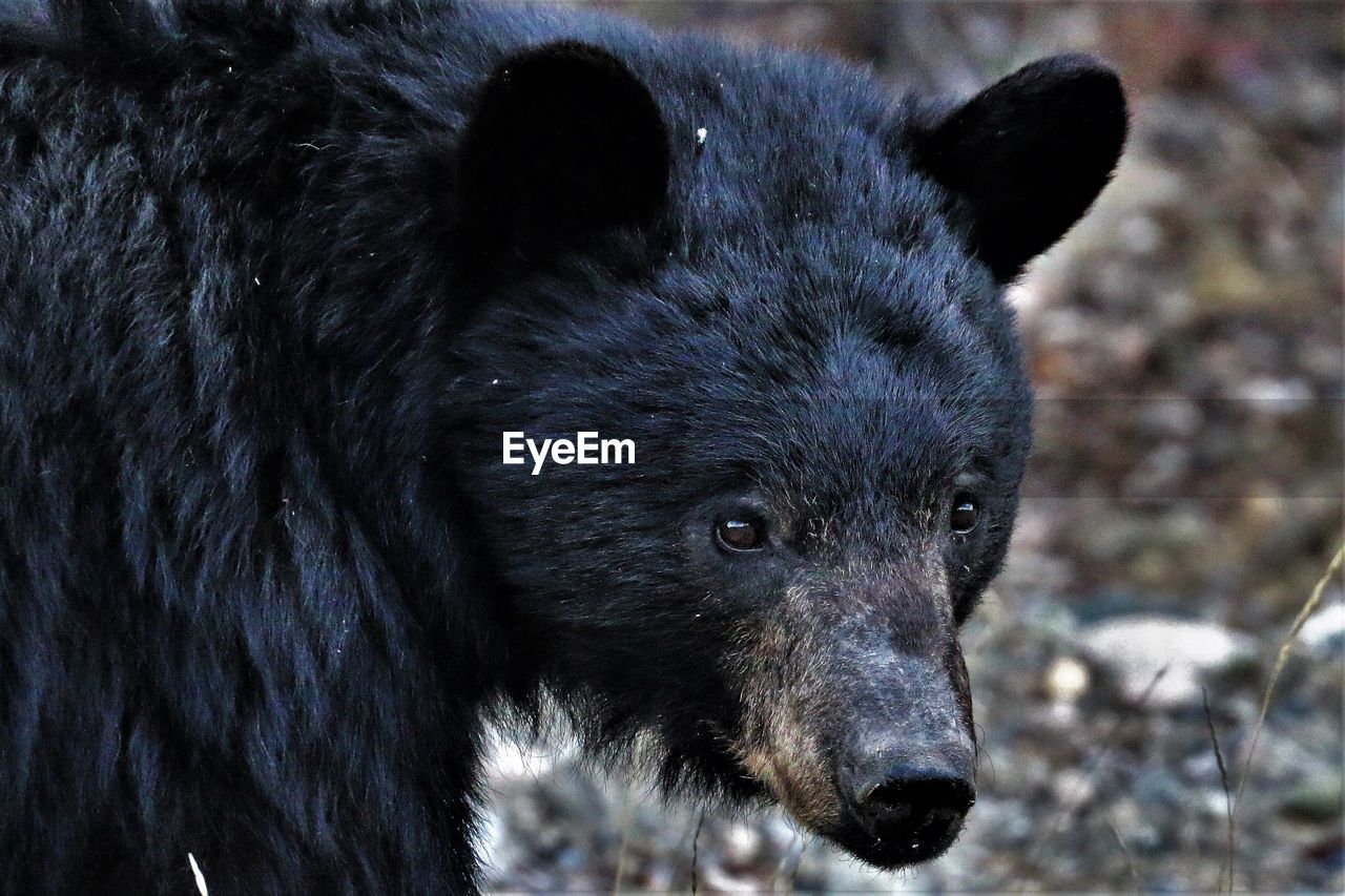Closeup of black bear sow head in british columbia, canada