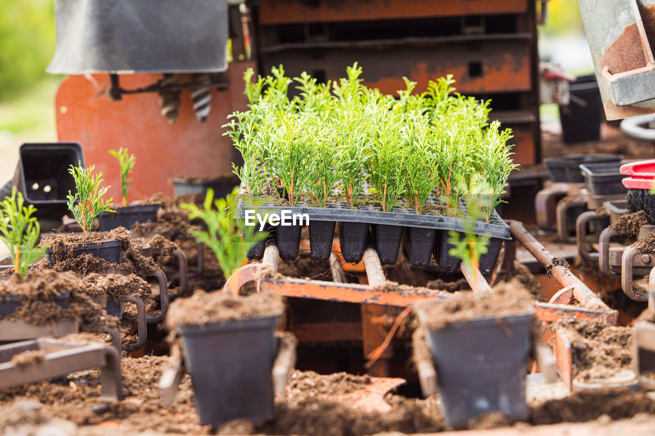 POTTED PLANTS GROWING IN FIELD