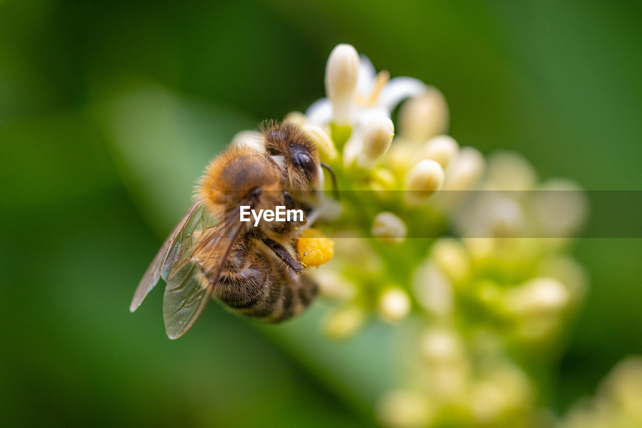 Close-up of bee pollinating on flower