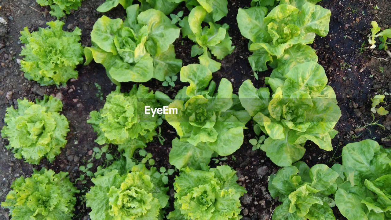 Close-up of plants growing on ground