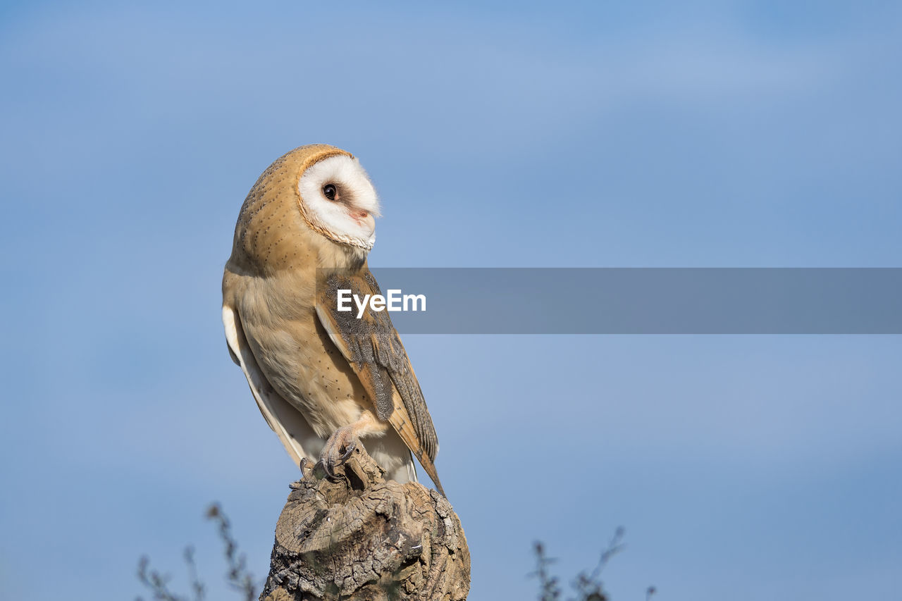 LOW ANGLE VIEW OF BIRD PERCHING ON A TREE AGAINST SKY