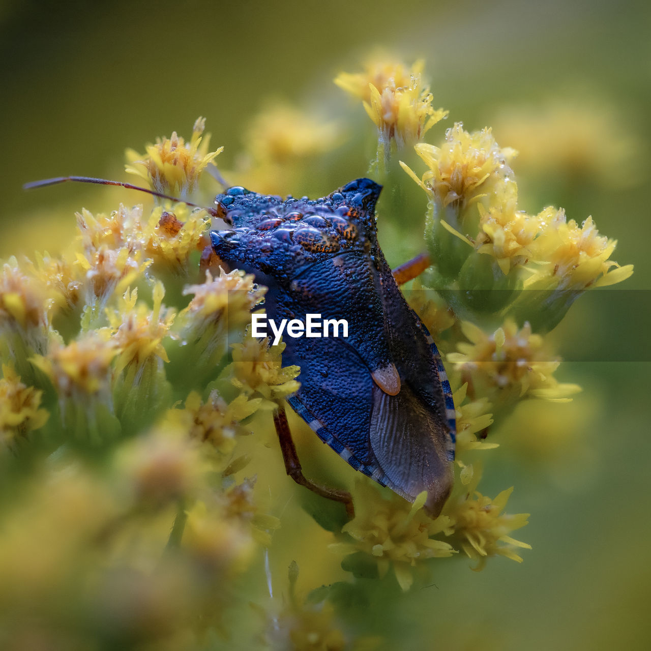 CLOSE-UP OF BUTTERFLY POLLINATING FLOWER