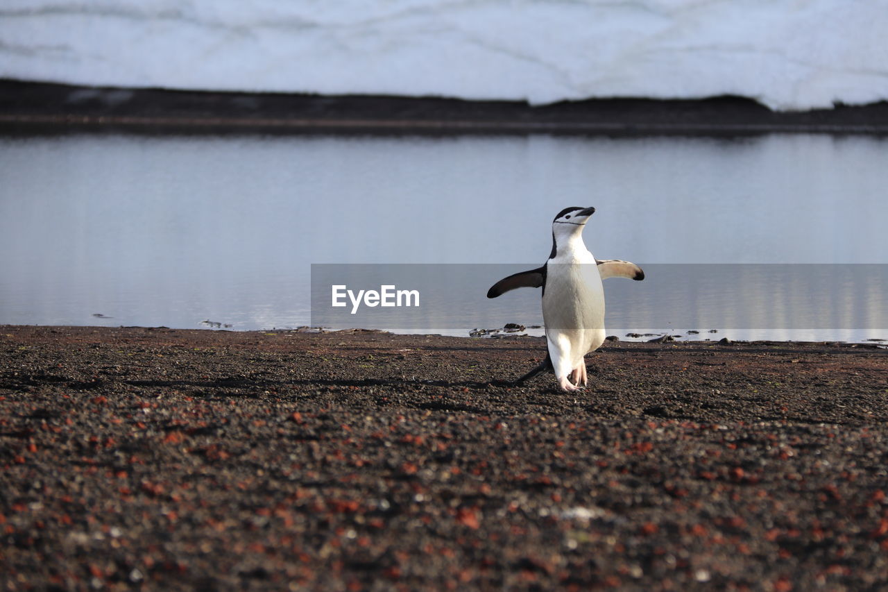 Penguin walking on land against lake