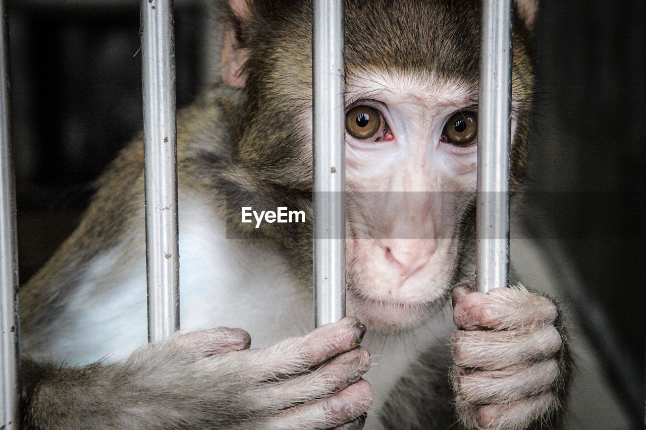 Close-up of portrait of monkey in cage