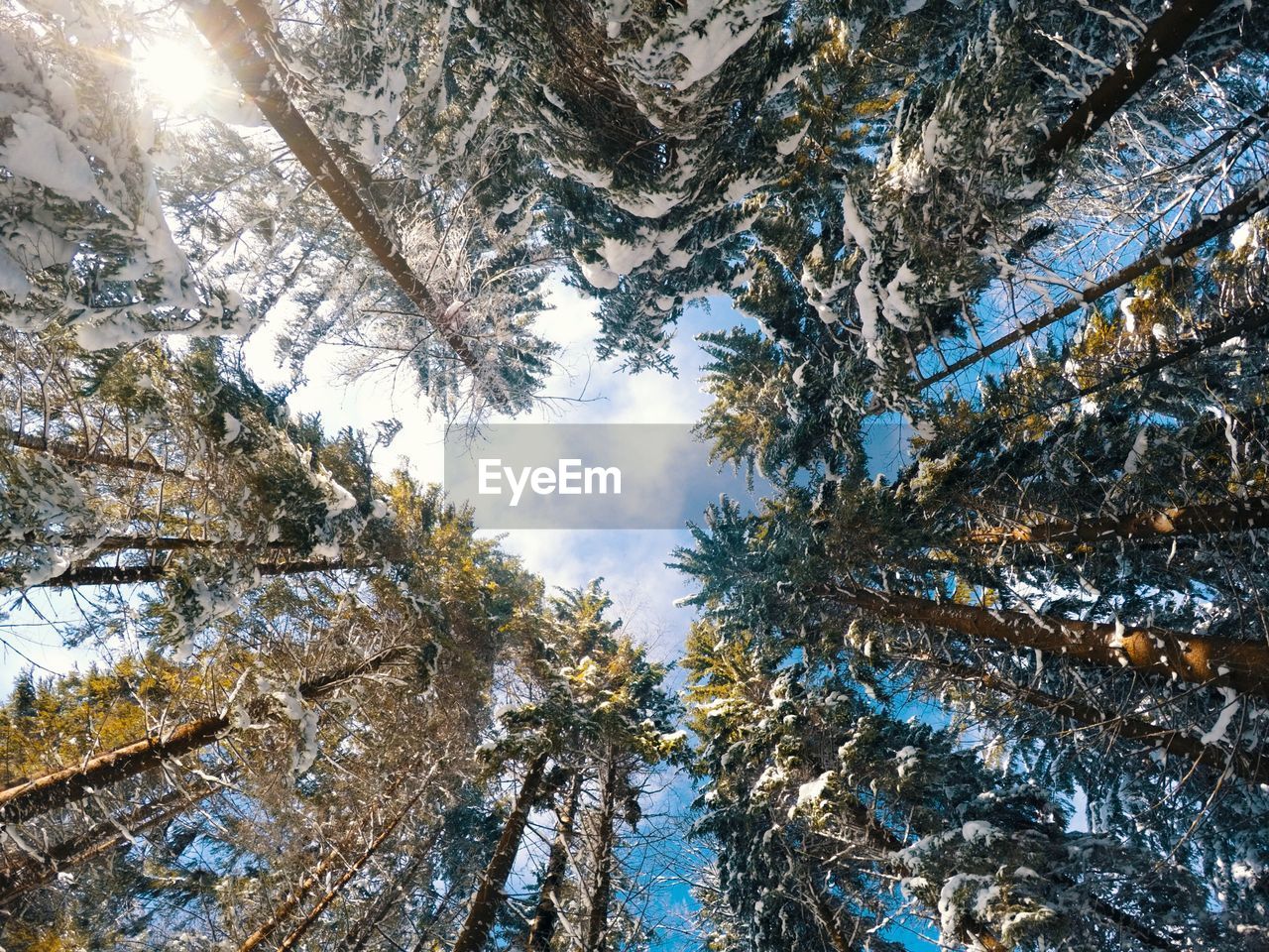 Directly below shot of snow covered trees in forest against sky