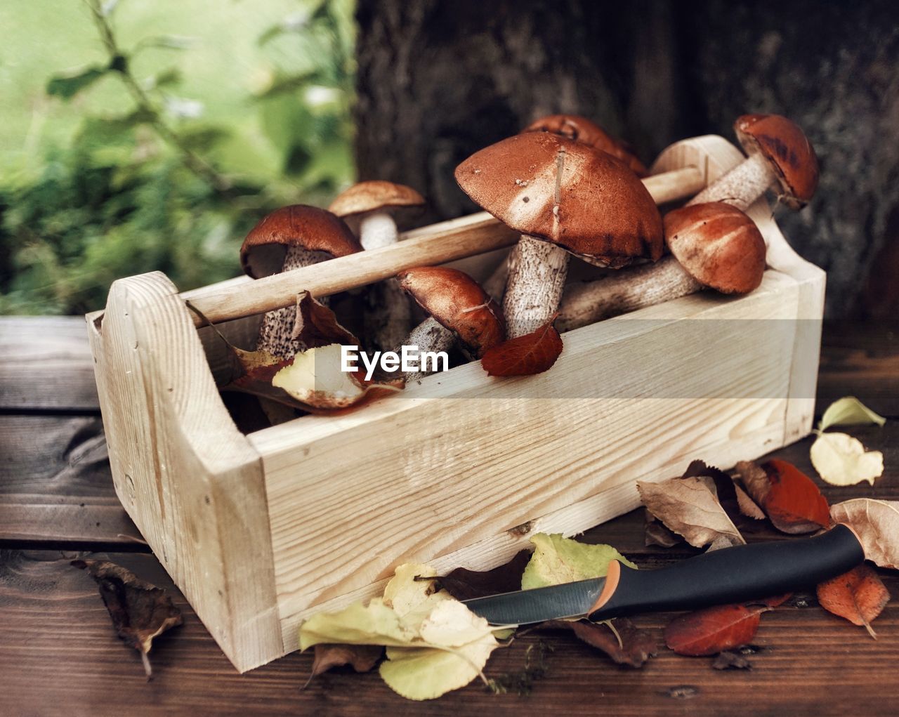 CLOSE-UP OF MUSHROOMS IN WOODEN TABLE