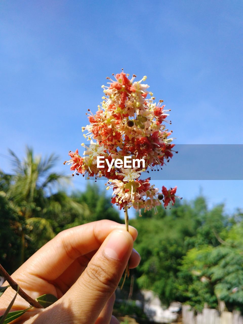 CLOSE-UP OF HAND HOLDING FLOWER AGAINST TREES