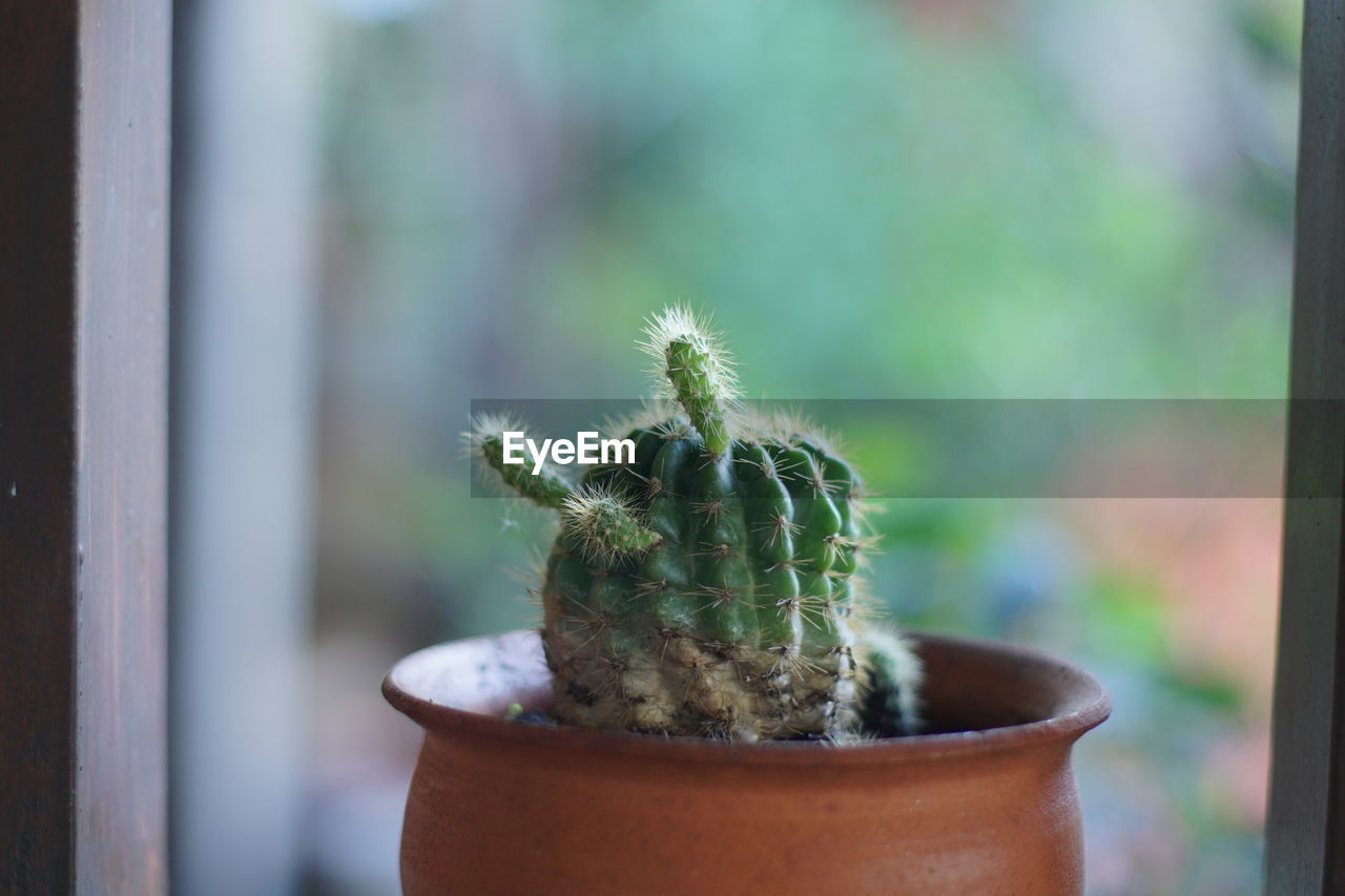 CLOSE-UP OF CACTUS PLANT