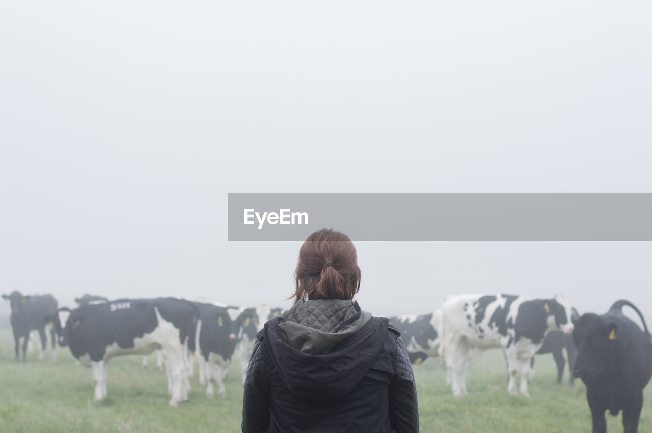 Rear view of woman standing in front of cows on field in foggy weather