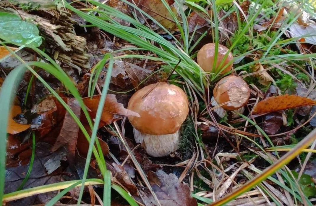 plant, growth, land, penny bun, nature, field, food, high angle view, day, no people, mushroom, vegetable, woodland, fungus, grass, close-up, leaf, bolete, plant part, edible mushroom, food and drink, beauty in nature, toadstool, outdoors, forest, green, freshness, brown, agaricaceae, autumn, fragility