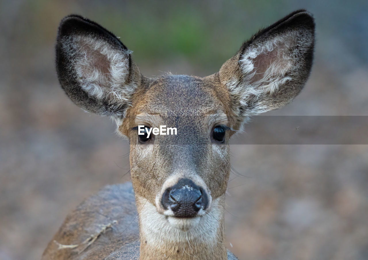 Close-up portrait of deer