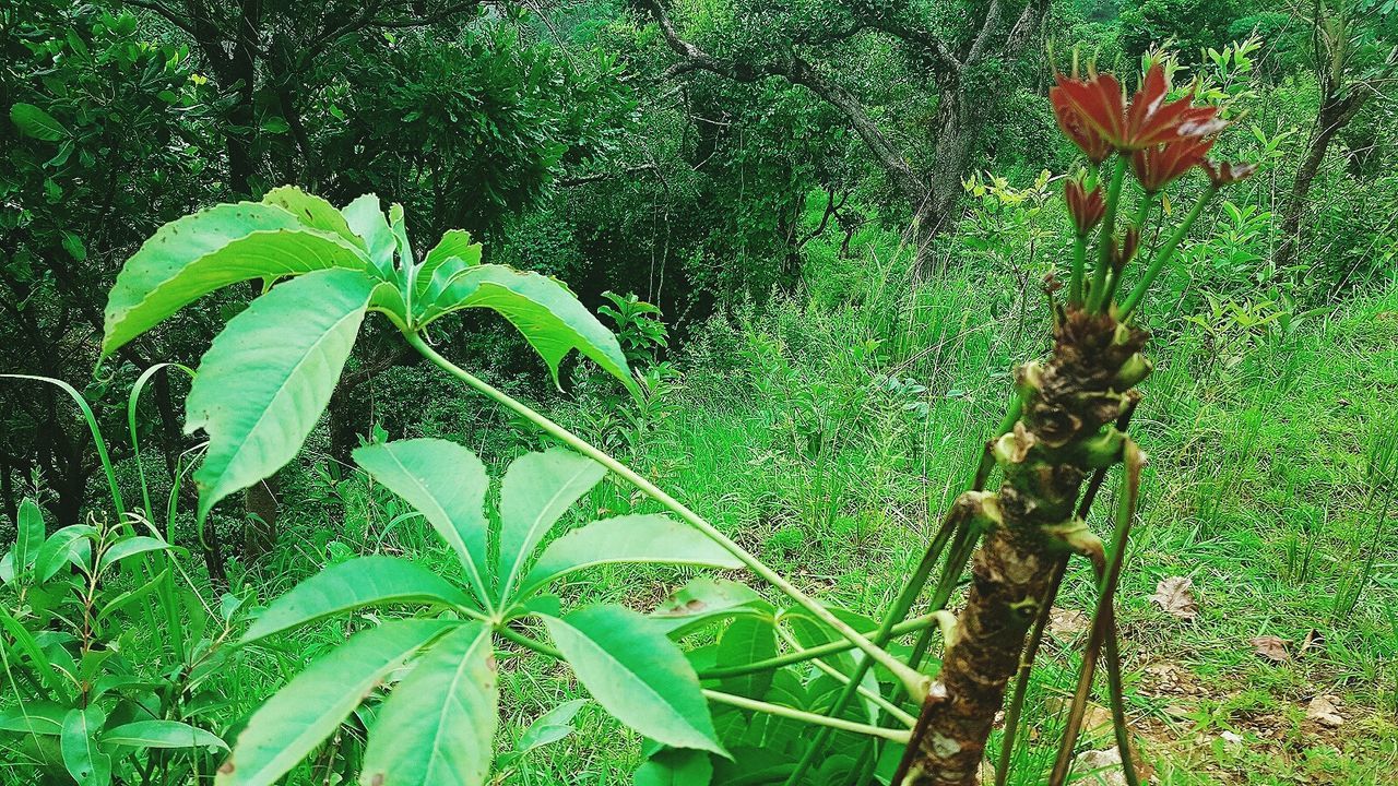 Lush plants on landscape