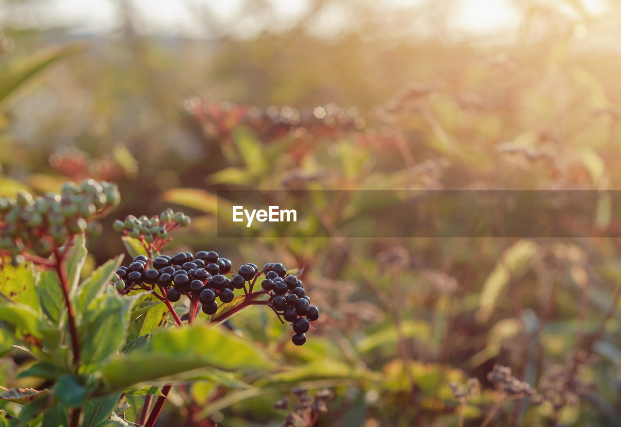 Ripe black elderberries on the bushes in the sun. blurred focus, medicinal plants.
