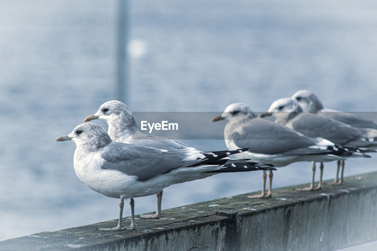 Seagull row on the pier
