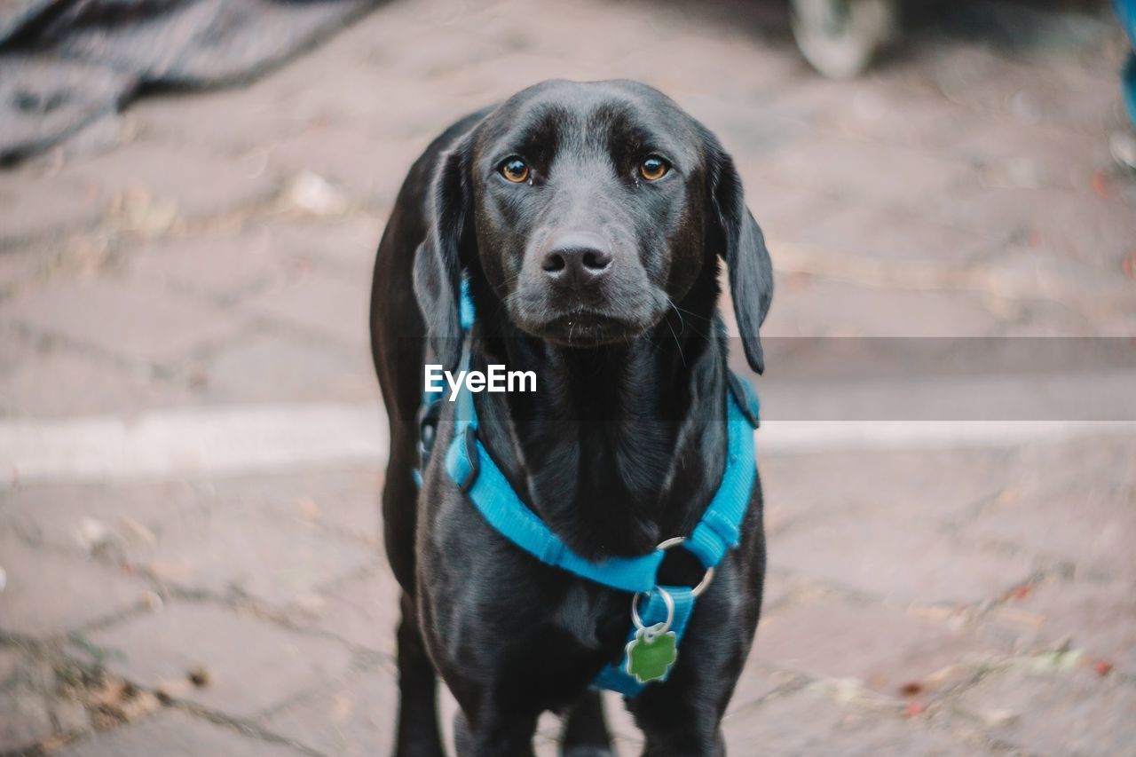 Portrait of black dog with blue pet collar