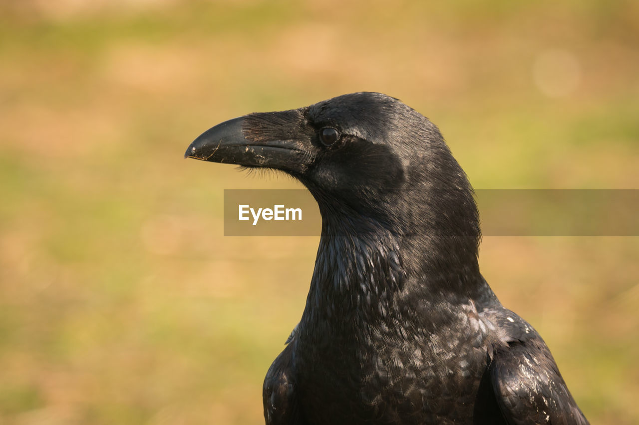 CLOSE-UP OF BIRD