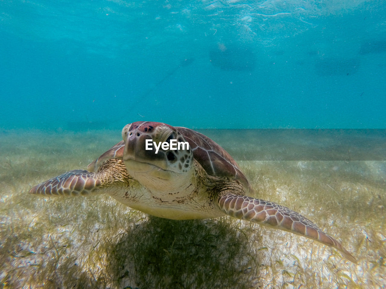 Close-up of a turtle at seabed