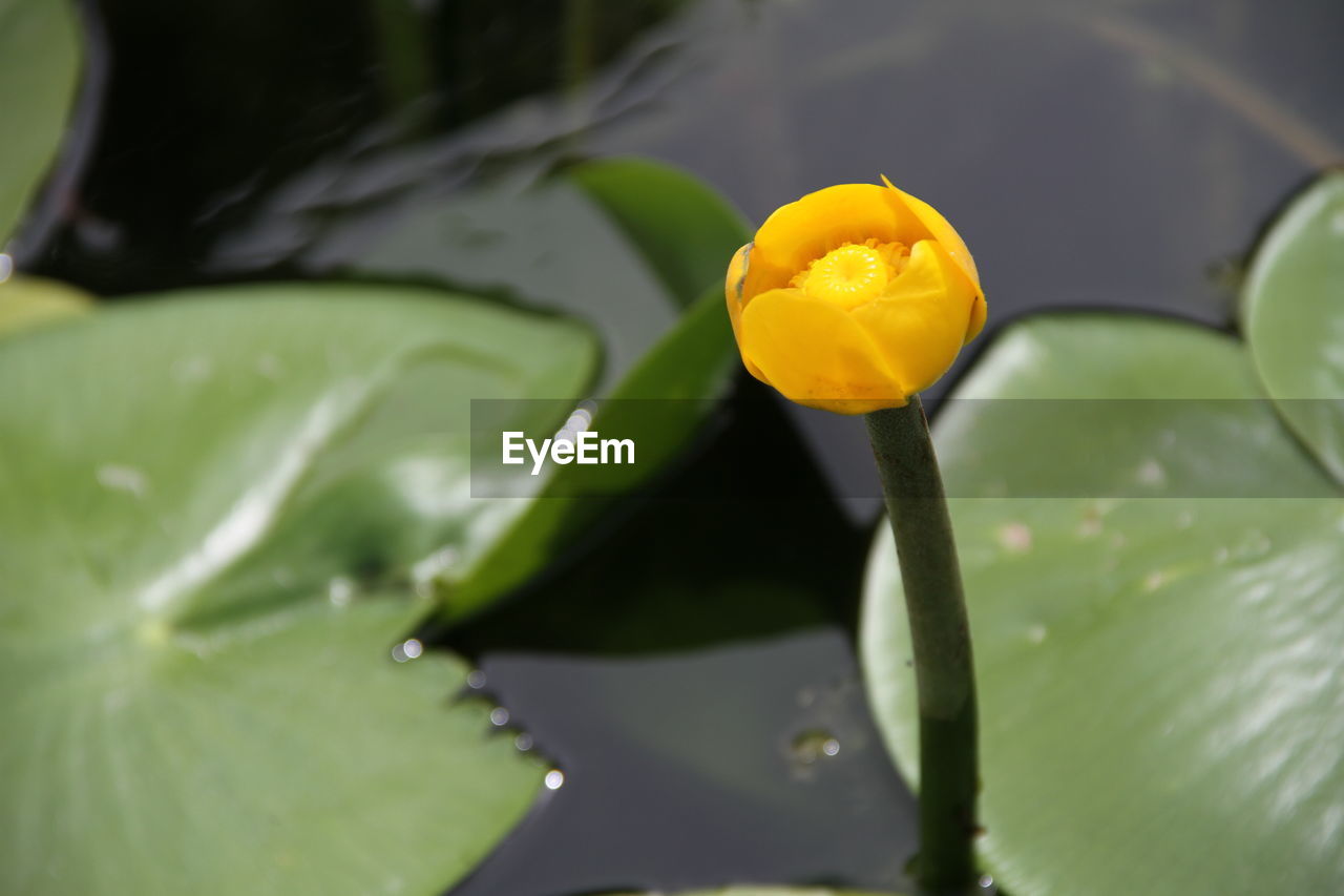 CLOSE-UP OF YELLOW LOTUS WATER LILY