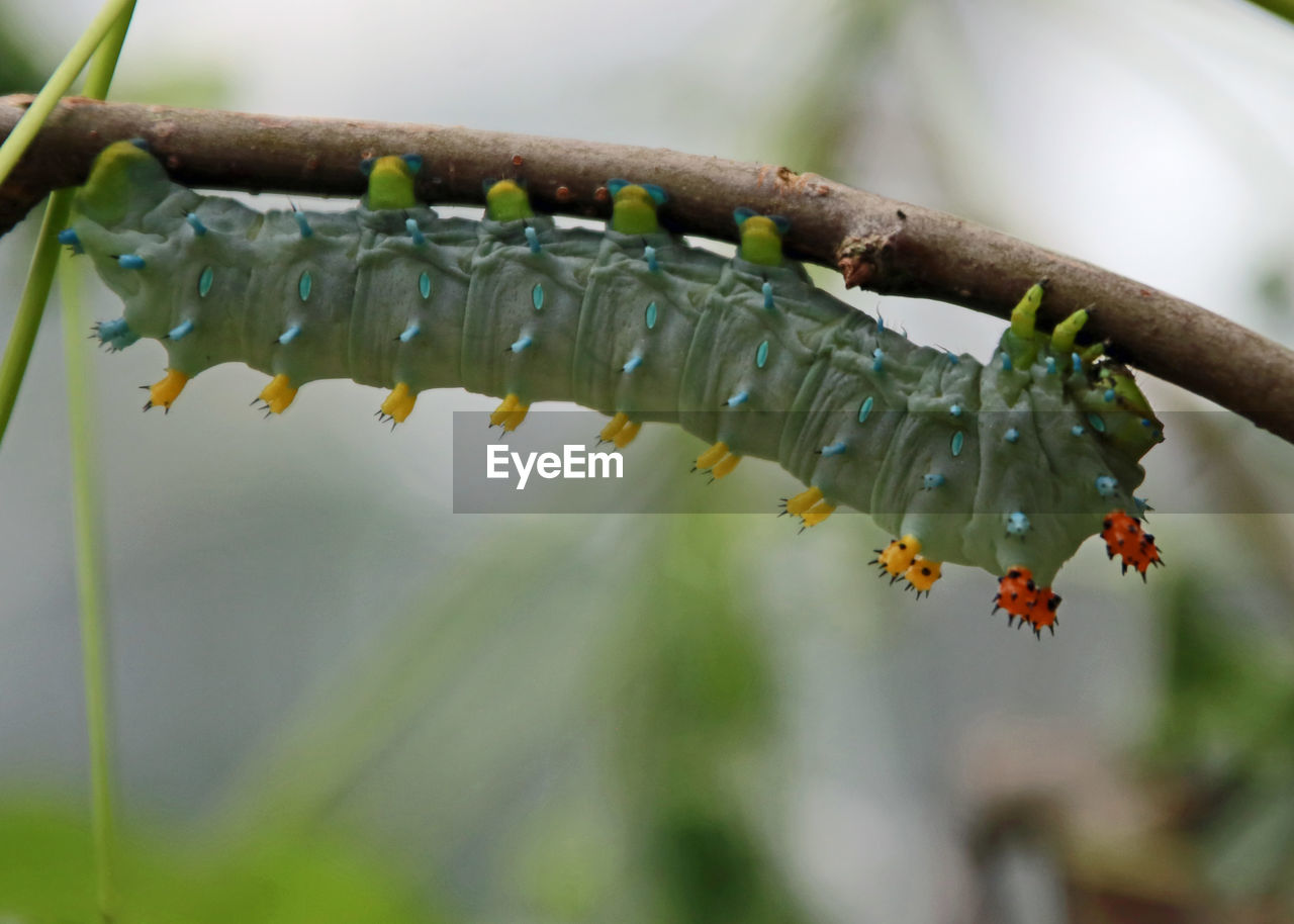 Close-up of caterpillar crawling on branch