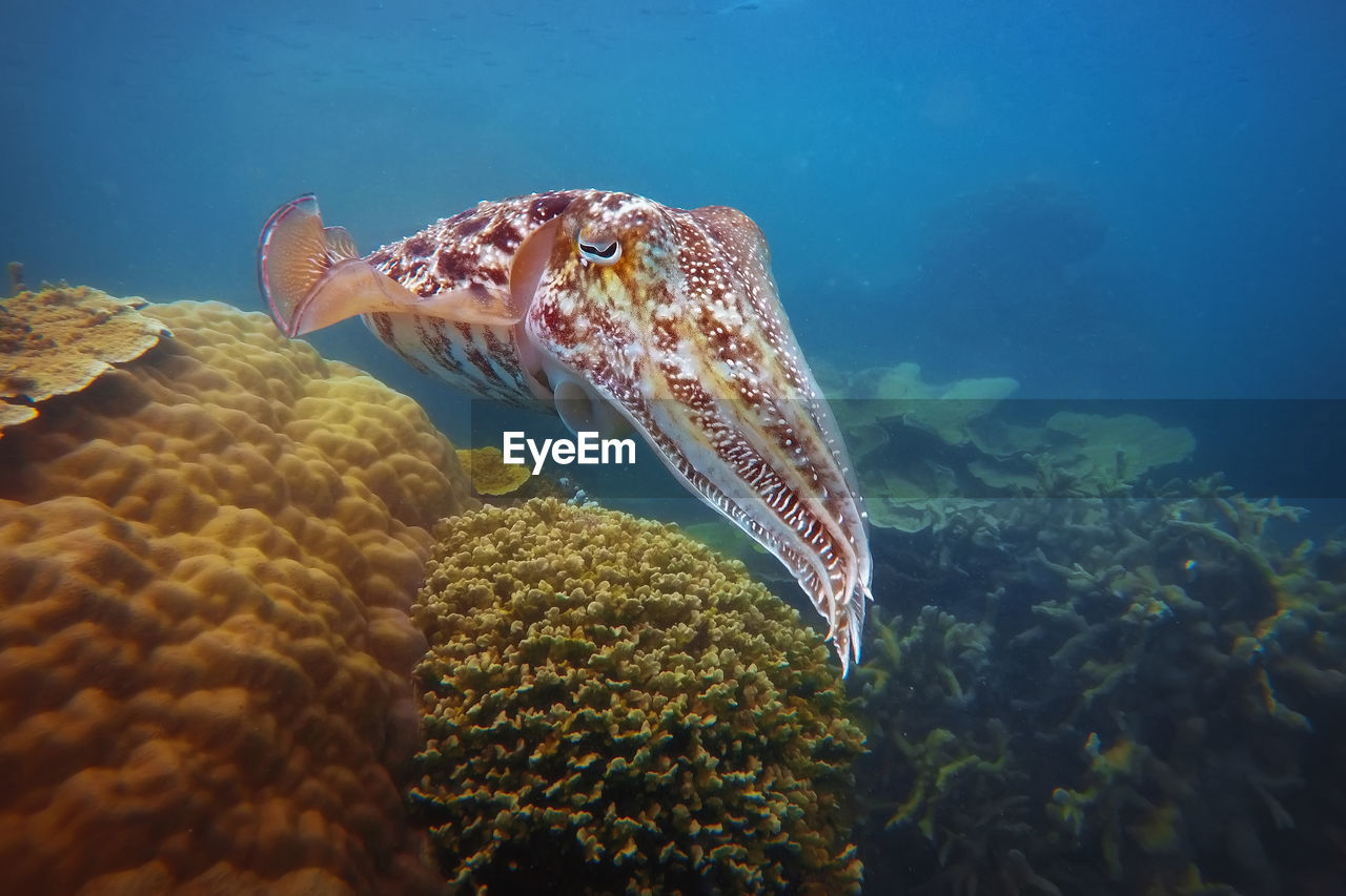 View of cuttlefish swimming in sea