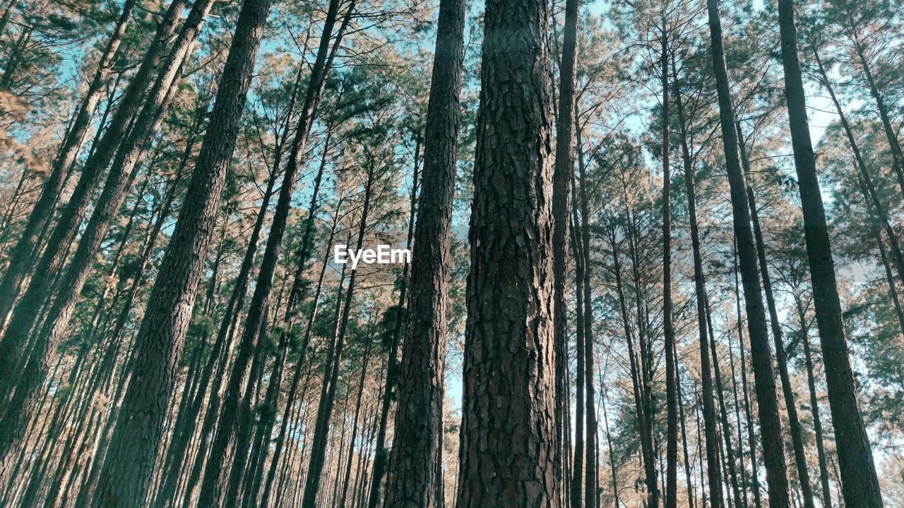 Low angle view of bamboo trees in forest