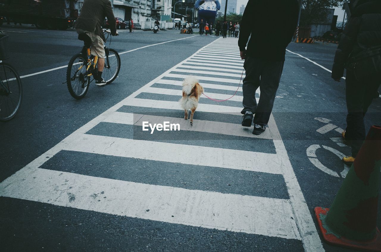 Rear view of man walking with dog on zebra crossing in city