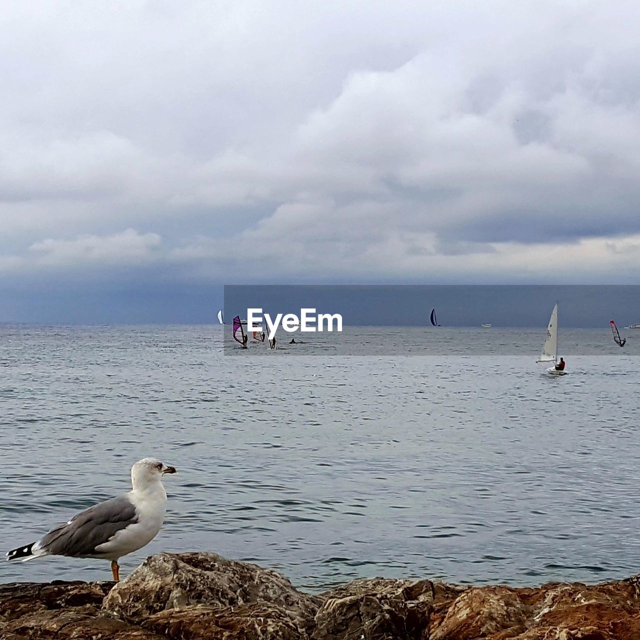 SEAGULLS ON THE BEACH