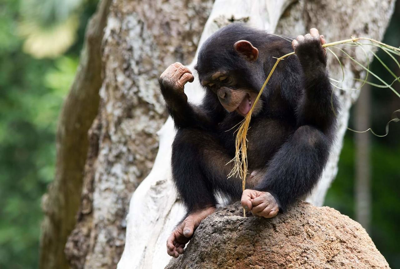 Full length of monkey sitting on rock